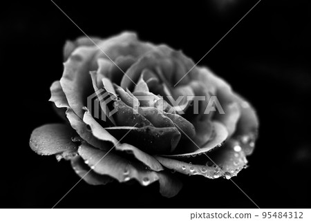 玫瑰被晨露弄濕的單色照片 95484312