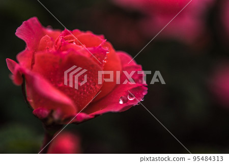 漂亮的玫瑰被清晨的露水浸濕 95484313