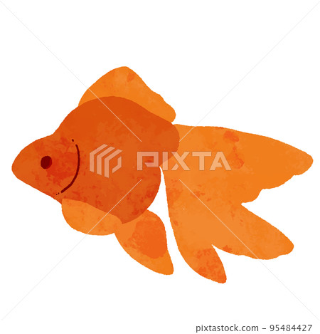Red goldfish seen from the side in a watercolor style Red goldfish seen from the side in a watercolor style 95484427