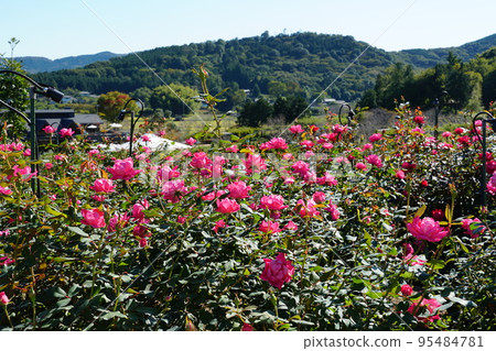 Scenery of red autumn roses blooming against a backdrop of satoyama (Ibaraki Flower Park) 95484781