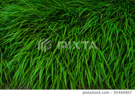 Bright green dense grass close up, colorful plant background Bright green dense grass close up, colorful plant background 95484807