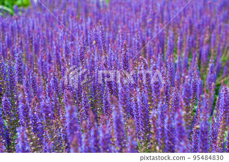 Field of blooming sage in bright sunlight. Salvia 95484830