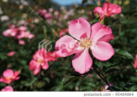 Pink autumn rose close-up (Ibaraki Flower Park) Pink autumn rose close-up (Ibaraki Flower Park) 95484864