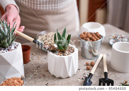 Woman planting Succulent haworthia Plant into White ceramic Pot Woman planting Succulent haworthia Plant into White ceramic Pot 95484888