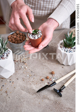 Woman holding Potted Succulent haworthia Plant in brown plastic Pot 95484891