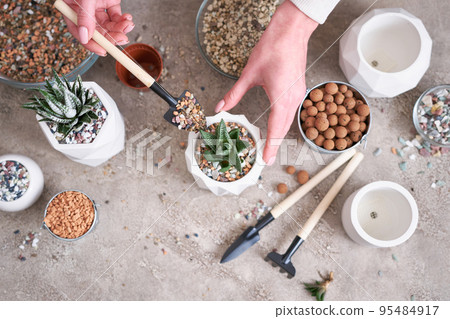 Woman planting Succulent haworthia Plant into White ceramic Pot Woman planting Succulent haworthia Plant into White ceramic Pot 95484917