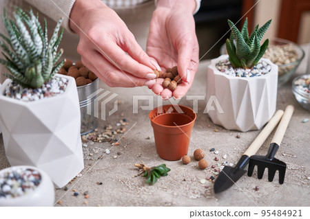 Woman putting expanded clay into brown plastic Pot for Succulent haworthia planting Woman putting expanded clay into brown plastic Pot for Succulent haworthia planting 95484921