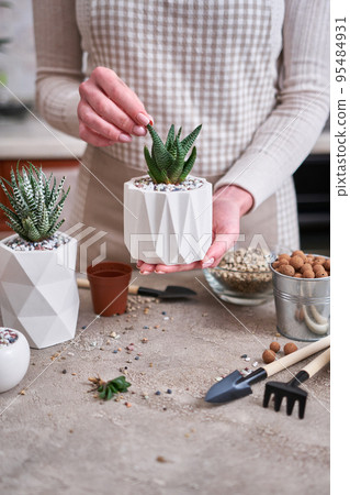 Woman holding Potted Succulent haworthia Plant in White ceramic Pot Woman holding Potted Succulent haworthia Plant in White ceramic Pot 95484931