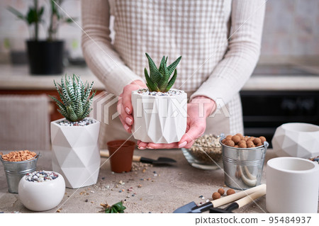 Woman holding Potted Succulent haworthia Plant in White ceramic Pot Woman holding Potted Succulent haworthia Plant in White ceramic Pot 95484937