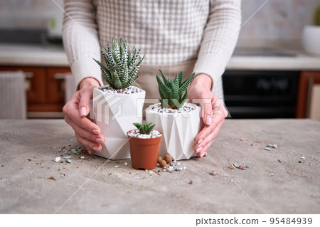Potted Succulent haworthia Plant in White ceramic Pot Potted Succulent haworthia Plant in White ceramic Pot 95484939