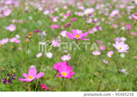 Pink cosmos flowers blooming in autumn field 95485238