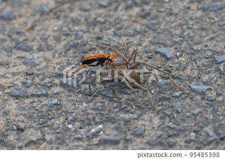 A yellow wasp carrying a spider it has killed A yellow wasp carrying a spider it has killed 95485398