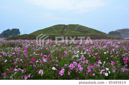 Futagoyama Burial Mound and cosmos field 95485614