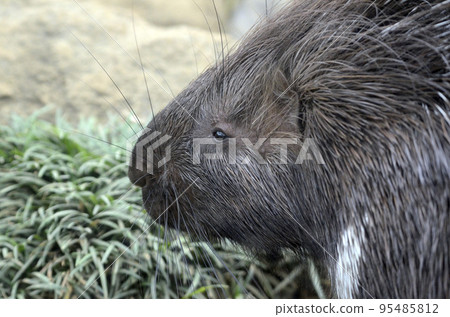 porcupine 95485812