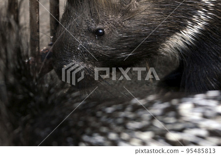 porcupine porcupine 95485813
