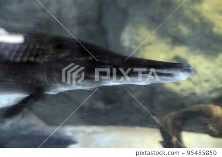Alligator gar 95485850