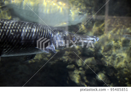 Alligator gar 95485851
