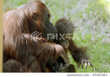 Orangutan Orangutan 95485863