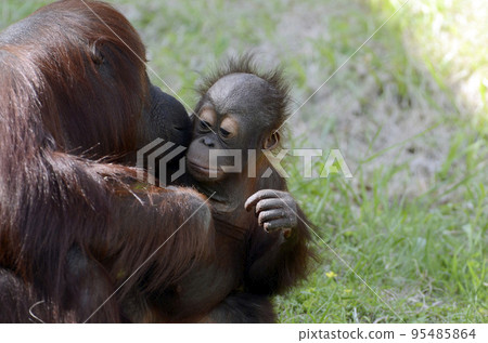 Orangutan Orangutan 95485864