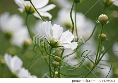Cosmos 95486003
