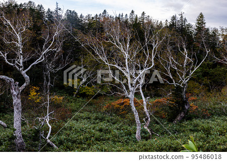 [Hokkaido Shiretoko] Autumn of Shiretoko Pass October 95486018