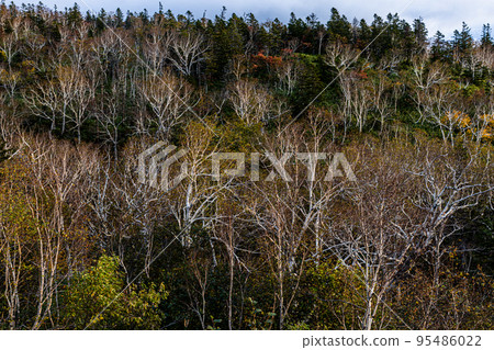 [北海道知床]知床之秋十月 95486022