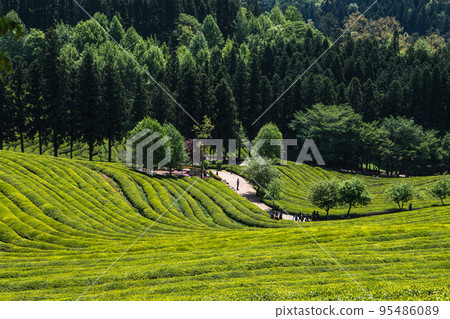 寶城山谷的大韓茶園綠茶田 95486089