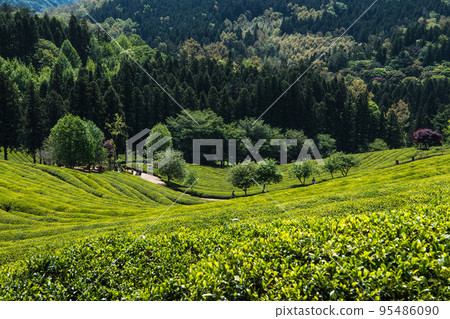 寶城山谷的大韓茶園綠茶田 95486090