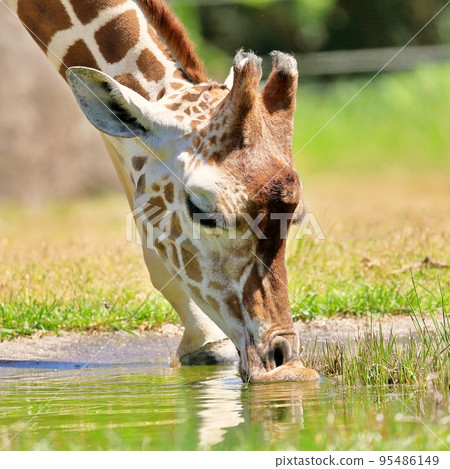 長頸鹿用嘴喝水 長頸鹿用嘴喝水 95486149
