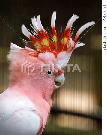 Kurumasaka 鳳頭鸚鵡的冠部展開 95486151