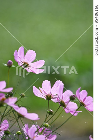 Cosmos 95486166