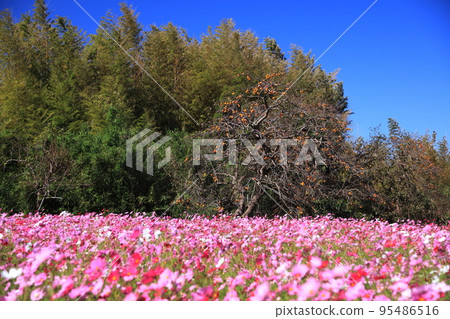 Hirahara Historical Park Cosmos Persimmon Sendan Hirahara Historical Park Cosmos Persimmon Sendan 95486516