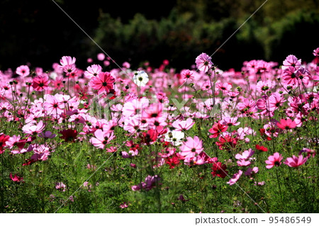 平原歷史公園波斯菊柿子仙丹 95486549