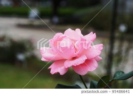 伊麗莎白女王玫瑰 伊麗莎白女王玫瑰 95486641