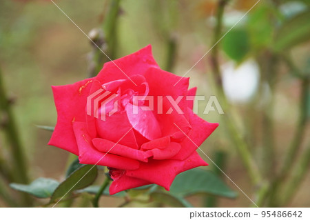 玫瑰公主三笠玫瑰 玫瑰公主三笠玫瑰 95486642