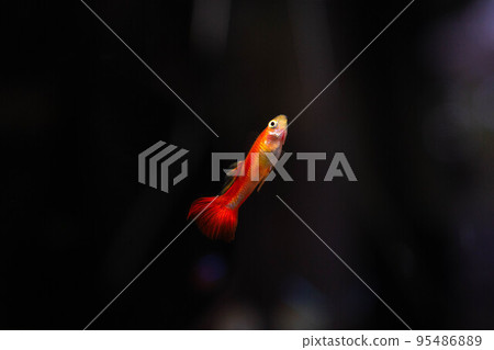 Guppy, a tropical fish swimming gracefully in the water Guppy, a tropical fish swimming gracefully in the water 95486889