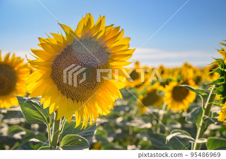 Close up sunflower in the field with blue sky. Close up sunflower in the field with blue sky. 95486969