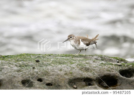 影子你的微笑 95487105