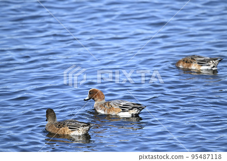 Hydrigamo Hydrigamo 95487118