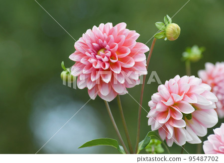 Autumn dahlia 95487702