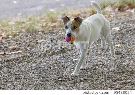 Dog with ball playing with children Dog with ball playing with children 95488034