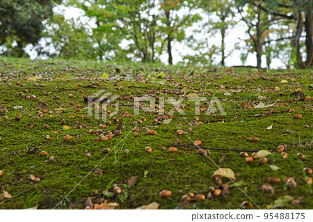 Autumn leaves 95488175