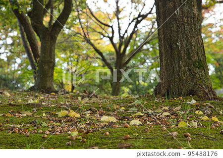 Autumn leaves 95488176