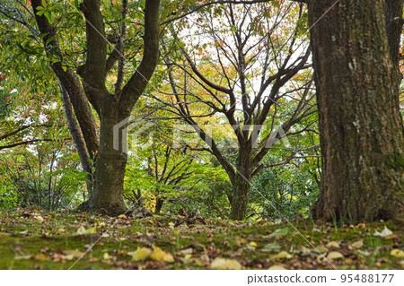 Autumn leaves 95488177