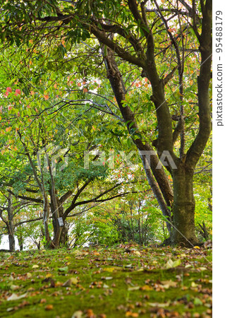 Autumn leaves 95488179