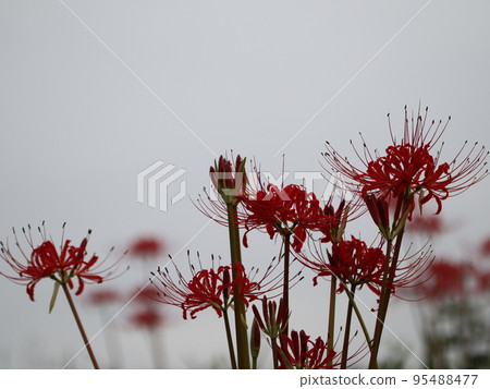 << Chigasaki City, Samukawa Town >> Koide River cluster amaryllis << Chigasaki City, Samukawa Town >> Koide River cluster amaryllis 95488477