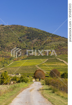 Autumn vineyard, Tokaj region, Great Plain and North, Hungary Autumn vineyard, Tokaj region, Great Plain and North, Hungary 95488503