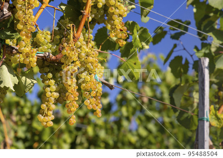 Grapes Harslevelu in Tokaj region, Unesco site, Great Plain, Hungary Grapes Harslevelu in Tokaj region, Unesco site, Great Plain, Hungary 95488504