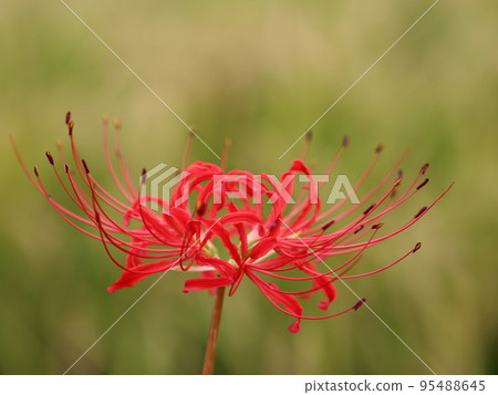 << Chigasaki City, Samukawa Town >> Koide River cluster amaryllis 95488645