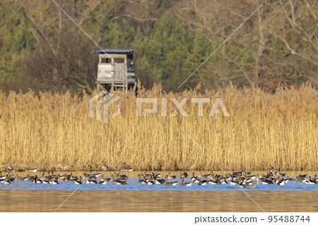 Great Goose, (Anser anser), Southern Bohemia, Czech Republic 95488744
